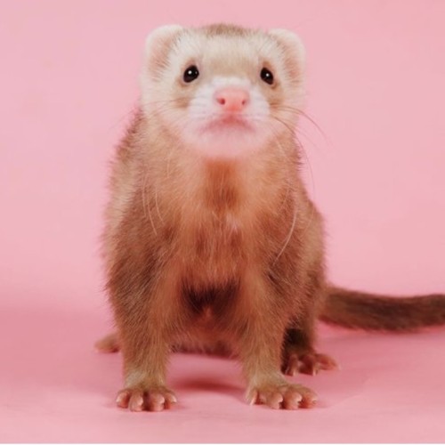 フェレットのファーム